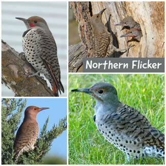 Northern Flicker